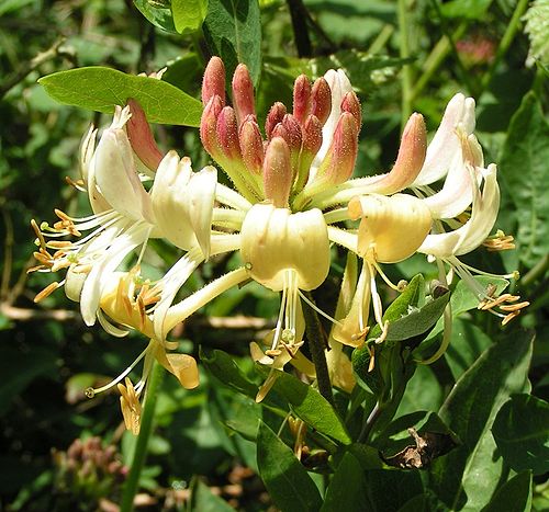 Lonicera periclymenum